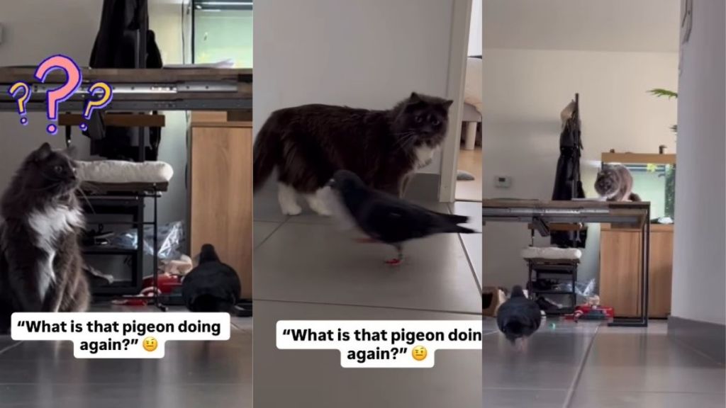 Video: Cat Appears Surprised by Pigeon's Activity Inside the House