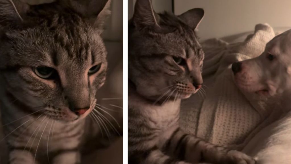 Video: Cat Goes Viral for Seriously ‘Making Biscuits’ on Dog – CatTime