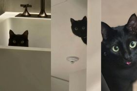 BTS Member Suga's Cat Goes Viral for Peeking
