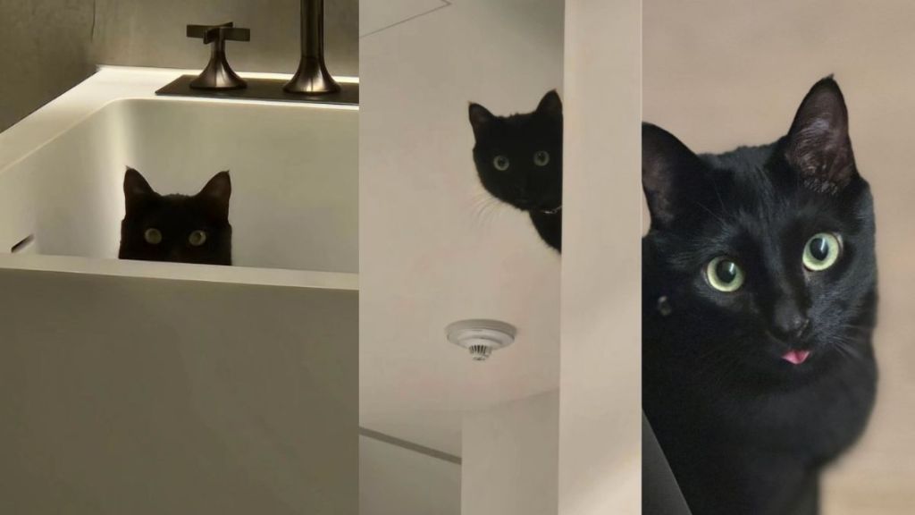 BTS Member Suga's Cat Goes Viral for Peeking