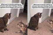 Video: Cats Have a 'Heated Argument' First Thing in the Morning