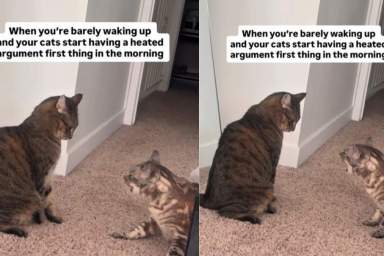 Video: Cats Have a 'Heated Argument' First Thing in the Morning