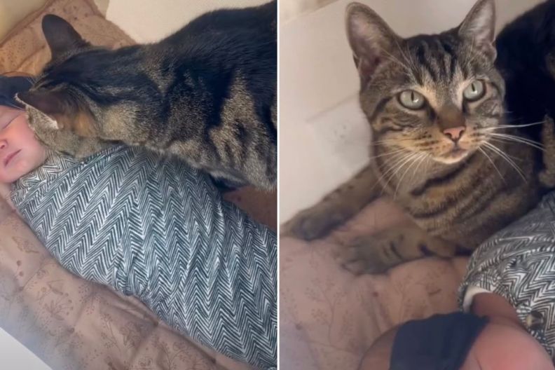 Cat Wants to Sleep Next to Newborn in Heartwarming Video