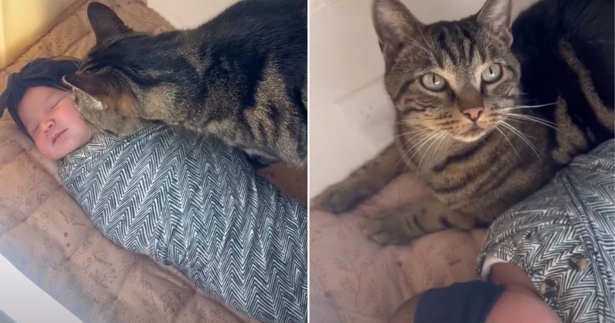 Cat Wants to Sleep Next to Newborn in Heartwarming Video – CatTime