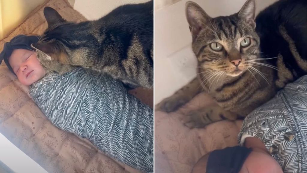 Cat Wants to Sleep Next to Newborn in Heartwarming Video