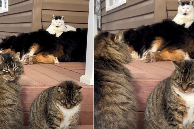 Outdoor Cat Turns Dog Into a Comfy Chair in Hilarious Video