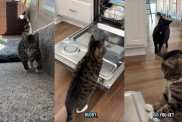 Video: Cat Is More Than Eager to Help Owner Empty the Dishwasher