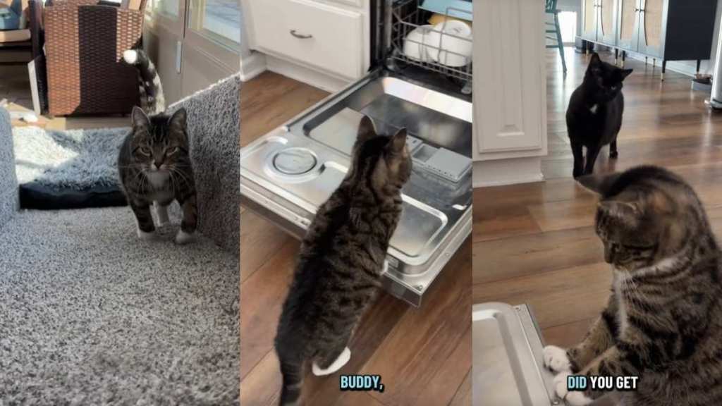 Video: Cat Is More Than Eager to Help Owner Empty the Dishwasher