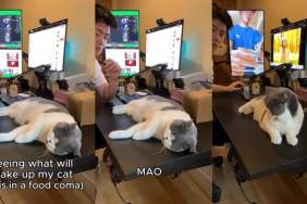 Video of Cat Ends With the Noise That Finally Wakes Him From Deep Sleep