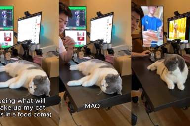 Video of Cat Ends With the Noise That Finally Wakes Him From Deep Sleep