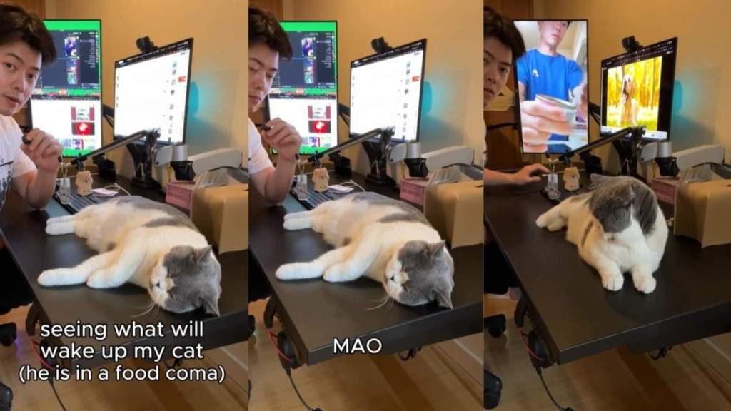 Video of Cat Ends With the Noise That Finally Wakes Him From Deep Sleep