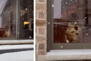 Video: Cat Shows Excitement for Snowfall in Cutest Way