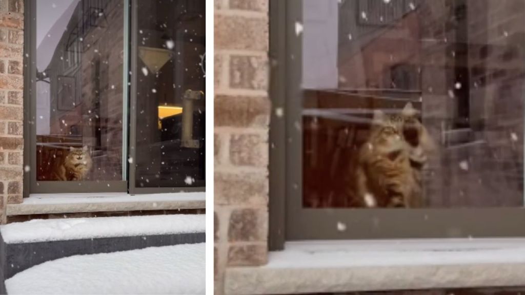 Video: Cat Shows Excitement for Snowfall in Cutest Way