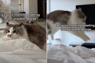 Cat's Bunny Hops in Viral Video Melts Hearts