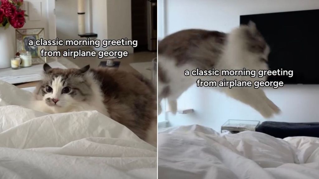 Cat's Bunny Hops in Viral Video Melts Hearts