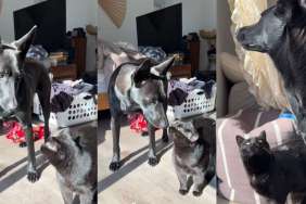 Video Shows Cat Gazing Up at Dog Adorably