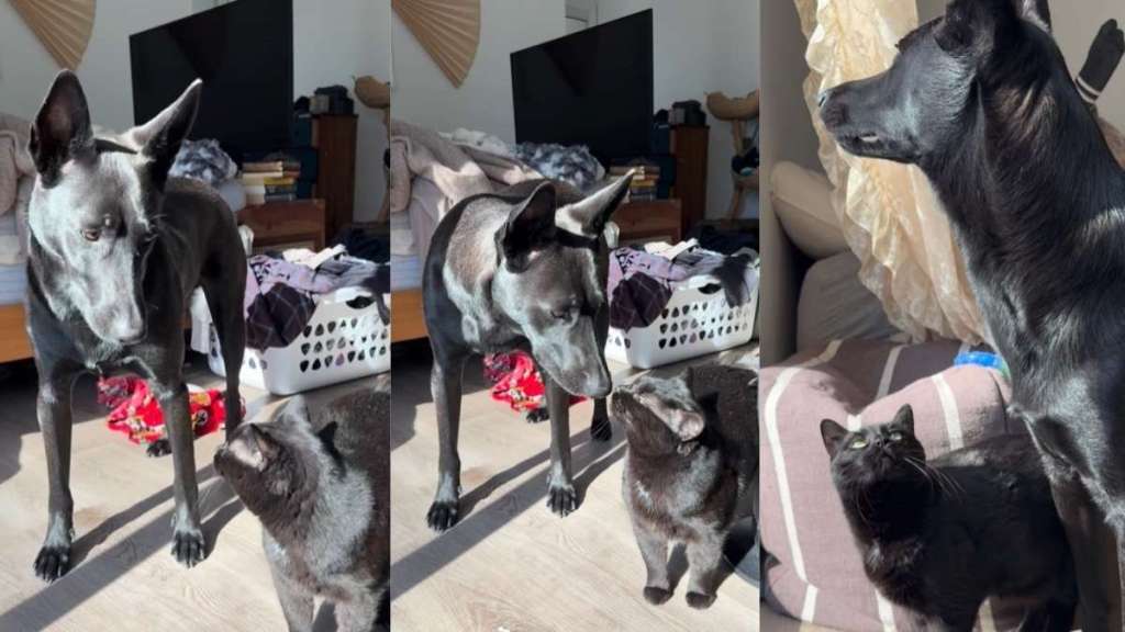 Video Shows Cat Gazing Up at Dog Adorably