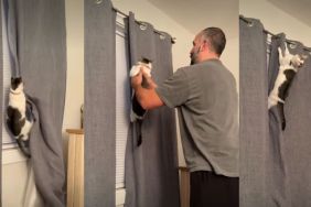 Cat Becomes a Rebel When Parents Say No in Funny Video