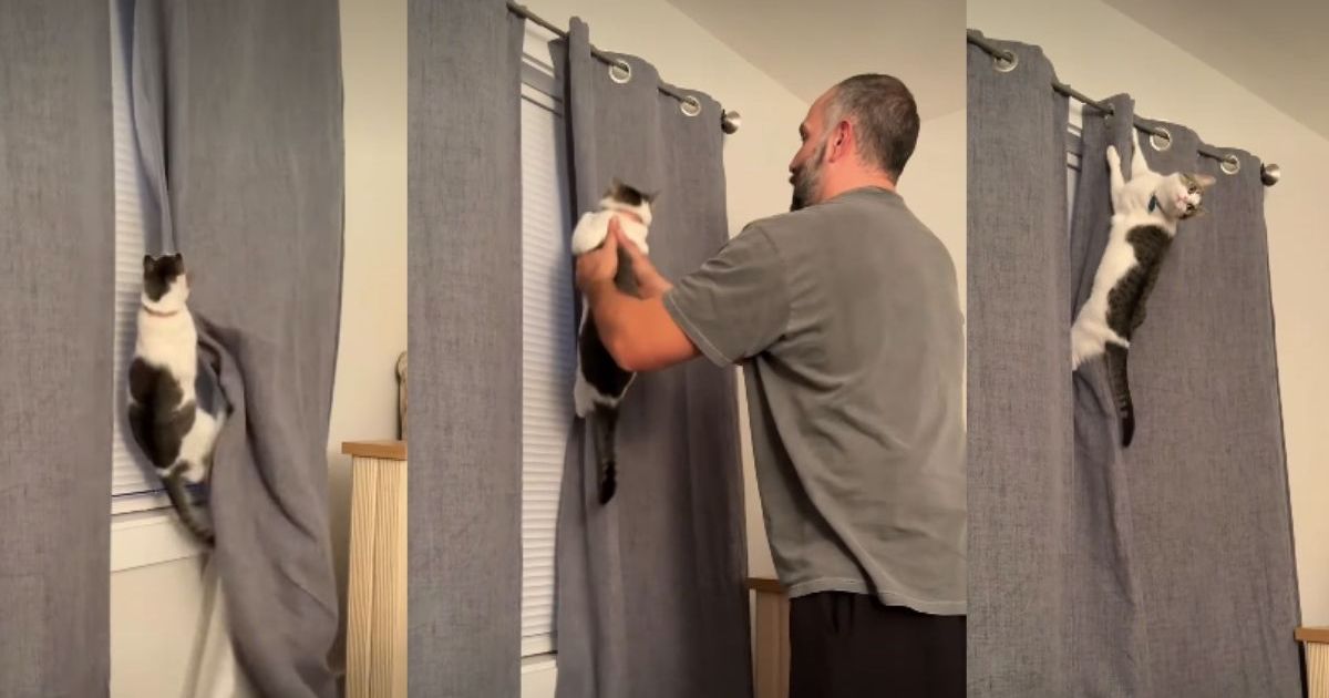 Cat Becomes a Rebel When Parents Say No in Funny Video – CatTime