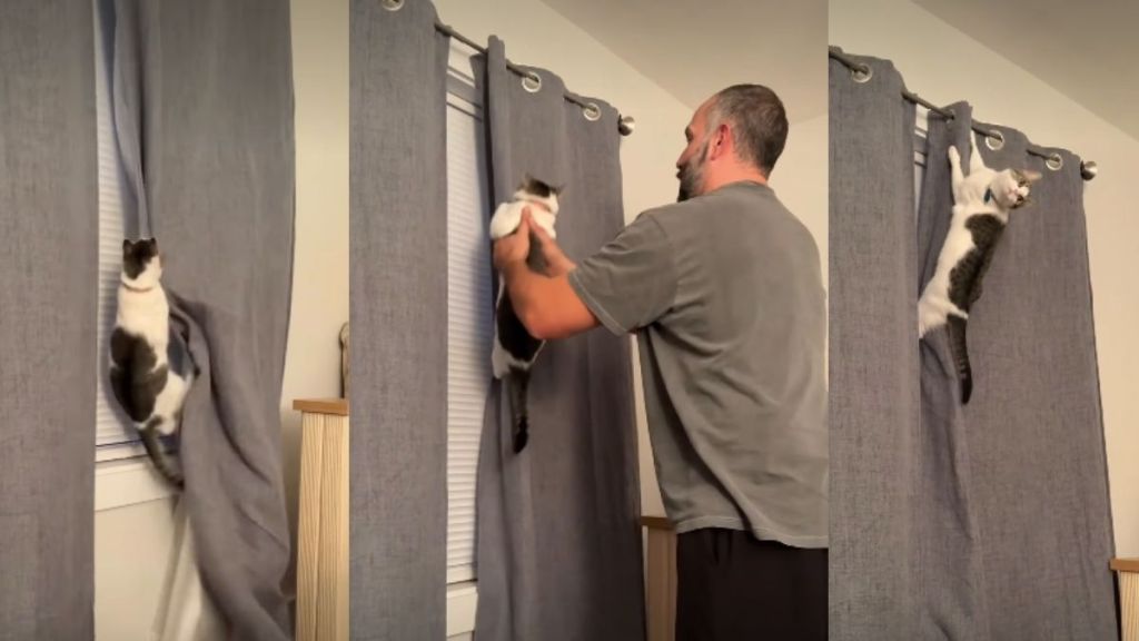 Cat Becomes a Rebel When Parents Say No in Funny Video