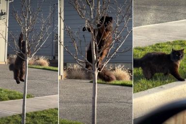 Video of This Indoor Cat Doing 'Wild' Things Will Make Your Day