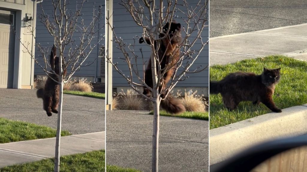 Video of This Indoor Cat Doing 'Wild' Things Will Make Your Day