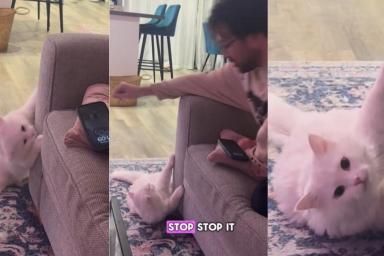 Cat Reacts to Being Asked Not to Scratch the Sofa