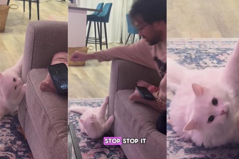 Cat Reacts to Being Asked Not to Scratch the Sofa