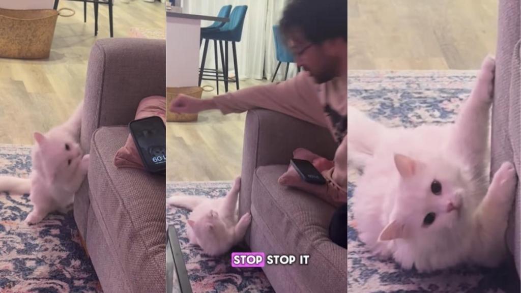 Cat Reacts to Being Asked Not to Scratch the Sofa