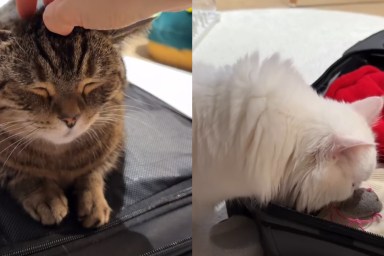 Video: Cat Brings His Own Toy While Owner Packs for Trip