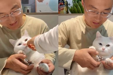 Video: Cat Will Let Nails Be Trimmed, but Under One Condition