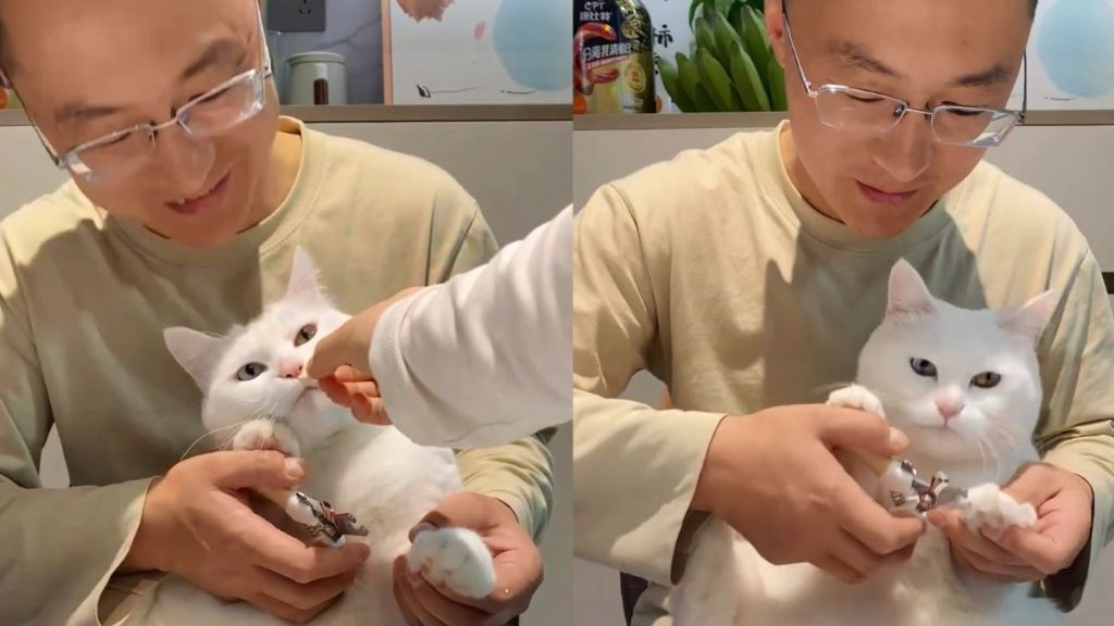 Video: Cat Will Let Nails Be Trimmed, but Under One Condition