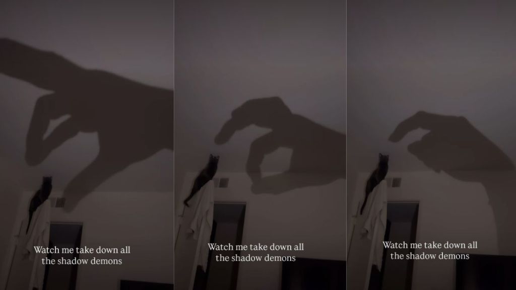 Video: Cat Plays with Owner's Hand Shadow Hitting the Wall