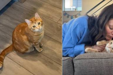 Video: Cat Leads Owner to Couch for Snuggles