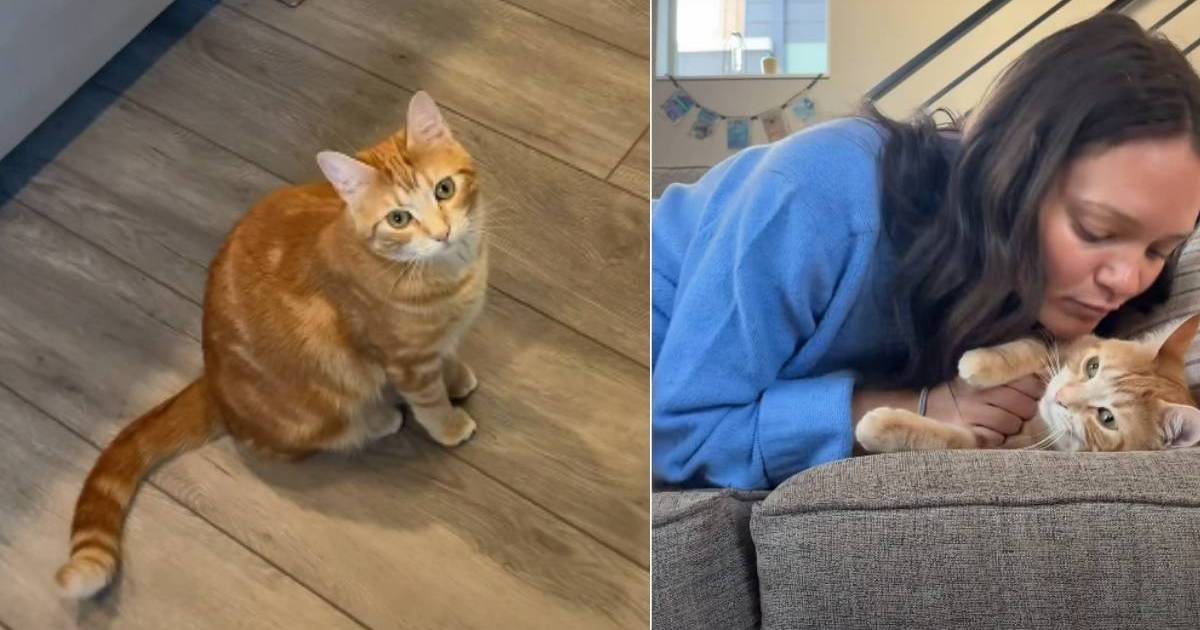 Video: Cat Leads Owner to Couch for Snuggles – CatTime