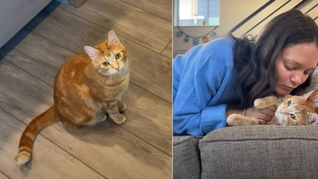 Video: Cat Leads Owner to Couch for Snuggles