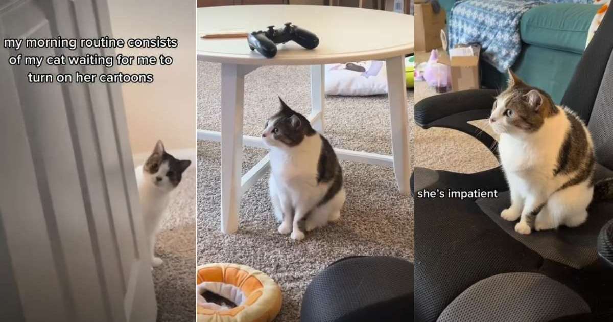 Video: Cat’s Morning Routine Is to Wait for Mom to Turn on the TV – CatTime