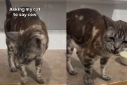 Video: Cat Impresses Internet by Adorably Saying ‘Cow’