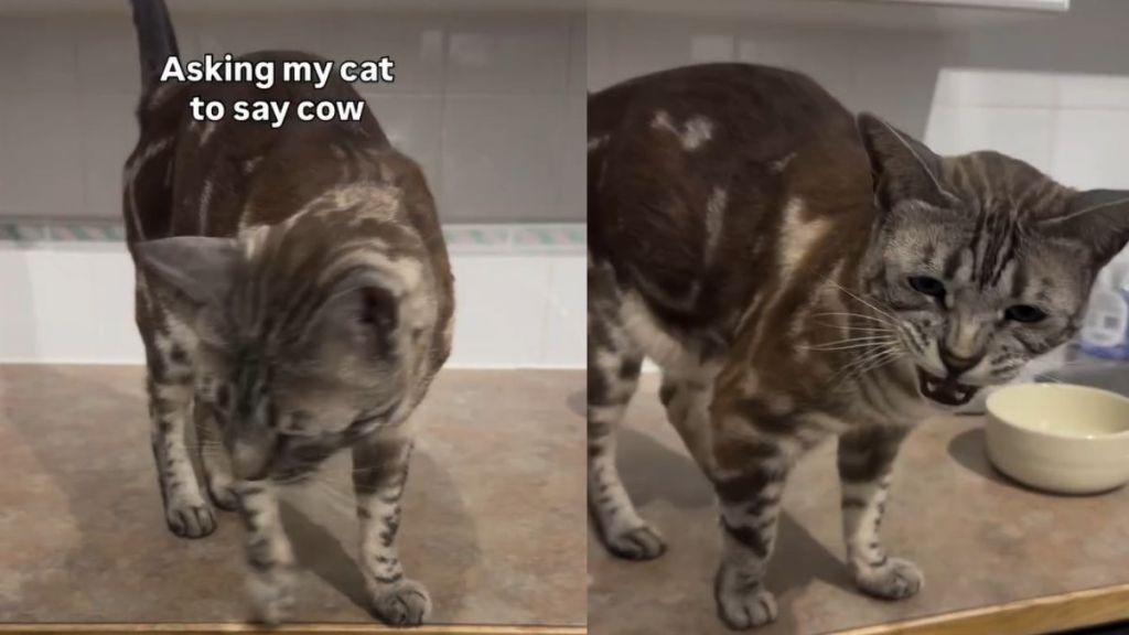 Video: Cat Impresses Internet by Adorably Saying ‘Cow’