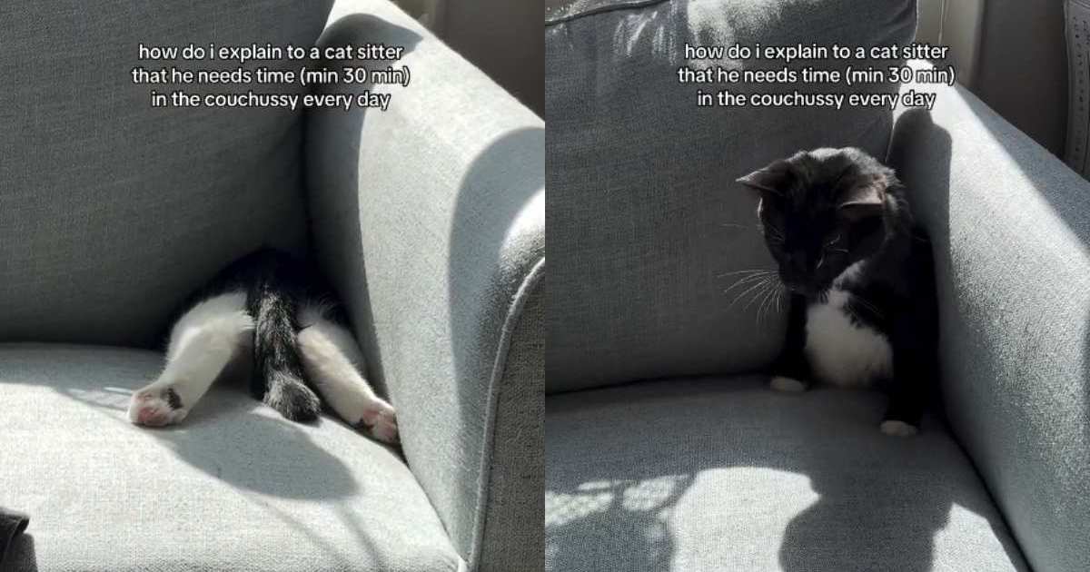 Video: Cat Disappears Into the Couch Every Day for at Least 30 Minutes – CatTime