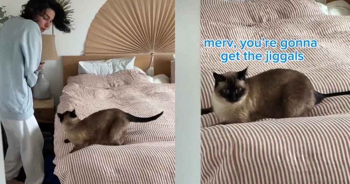 Cat Won’t Let Owner Make the Bed in Hilarious Video – CatTime