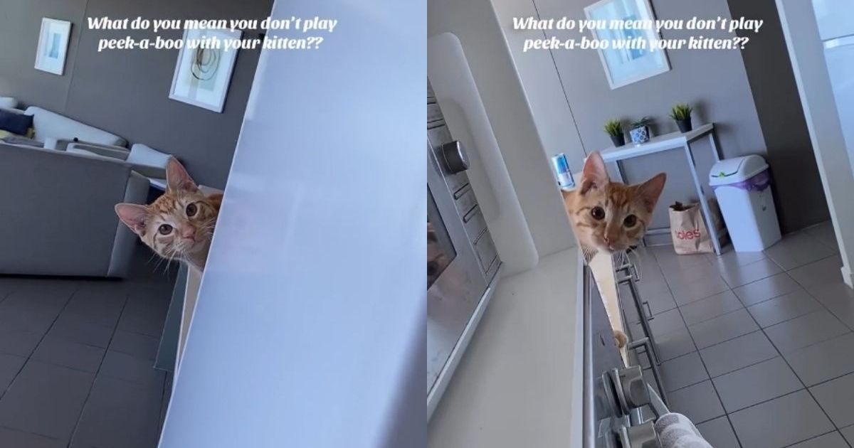 Cat Tricks Owner During a Game of Peek-a-Boo – CatTime