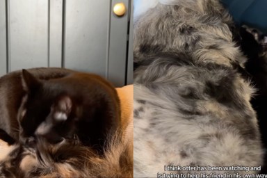Video: Cat Wants To Help Senior Dog Recover After Surgery