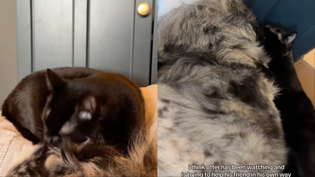 Video: Cat Wants To Help Senior Dog Recover After Surgery