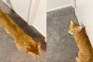 Video: Cat Doesn’t Like Owner Following Him Around
