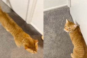 Video: Cat Doesn’t Like Owner Following Him Around