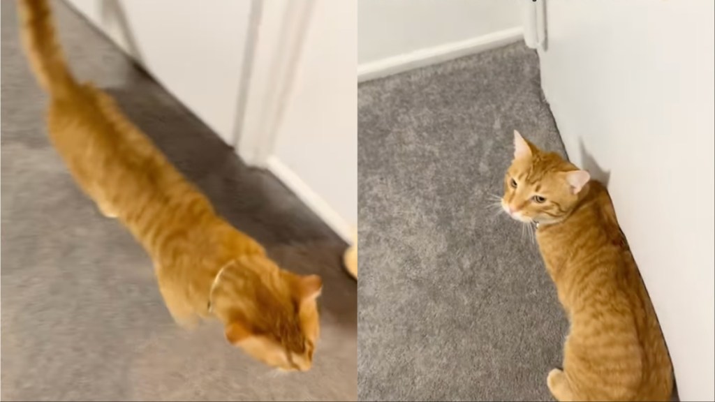 Video: Cat Doesn’t Like Owner Following Him Around