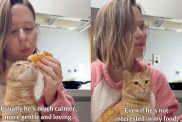 Video: Adopted Cat Likes to Stay Close to Owner During Meals