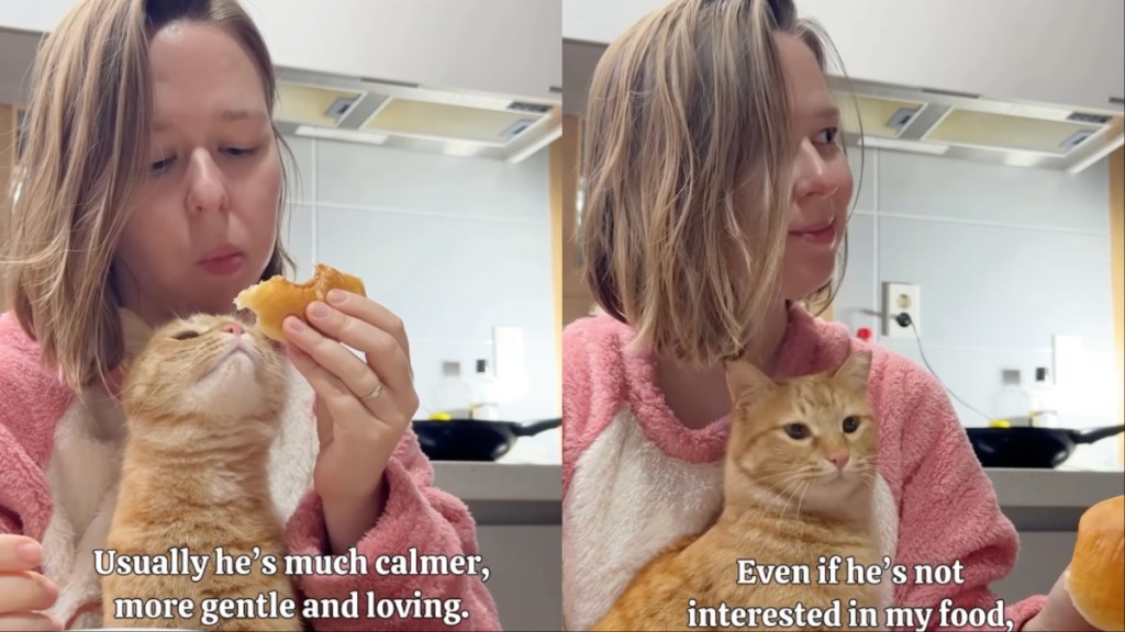 Video: Adopted Cat Likes to Stay Close to Owner During Meals
