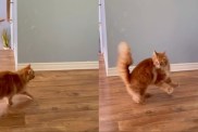 Cat Gets Spooked by Owner's Request in Hilarious Video
